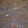 Texture - Pebbles