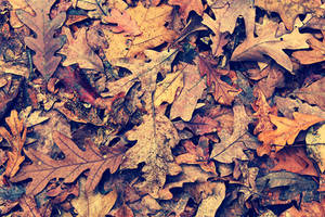 Burnt Autumn Leaves by ClockworkMarionette Burnt Autumn Leaves by ClockworkMarionette