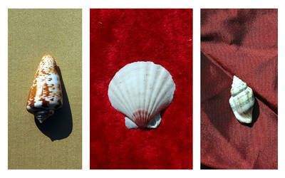 Shells