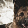 German Shepard