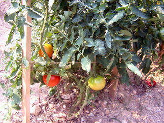 Tomatoes Galore