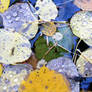 Droplets of fall