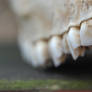 Teeth 4