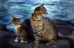 cats by guzin-guzin