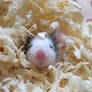 Mouse In A Haystack 2.