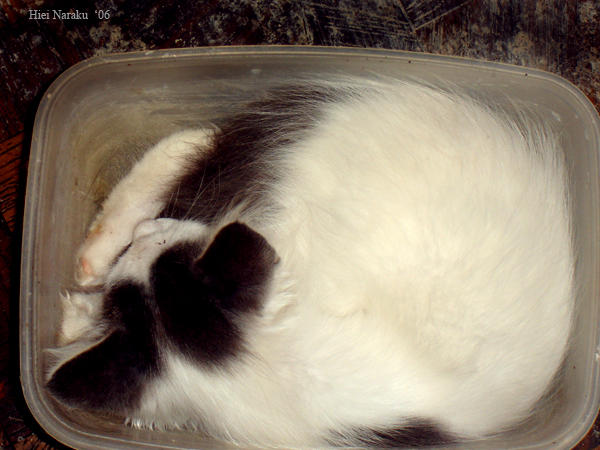 Cats Sleeping In Weird Places4 By Hieinaraku On Deviantart