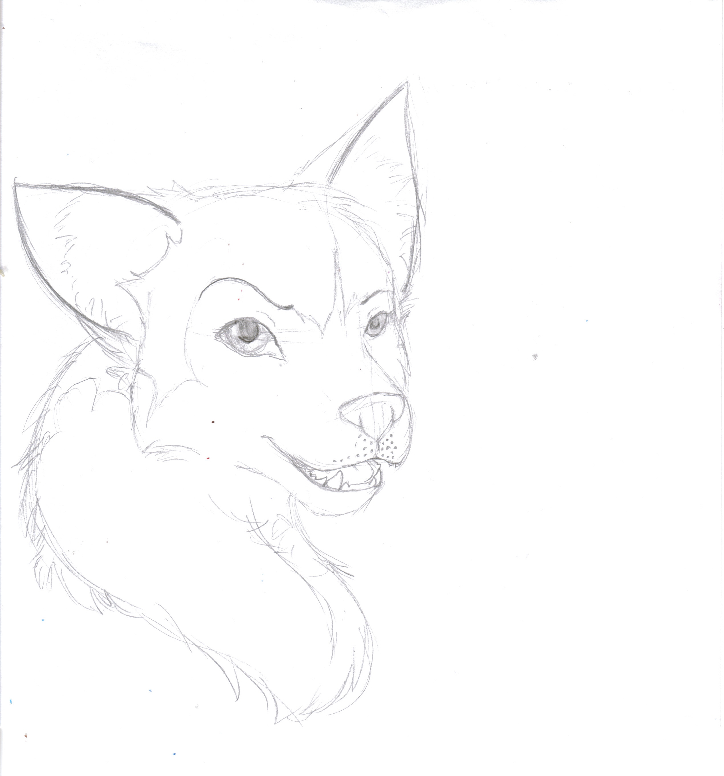 a huskie i probly wont finish