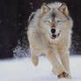 Grey Wolf