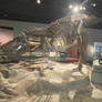 Chicago Museum Daspletosaurus