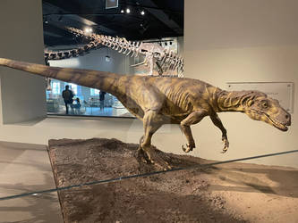 Chicago Museum Herrerasaurus 