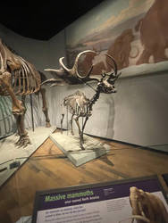 Chicago Museum Megaloceros