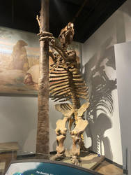 Chicago Museum Megatherium