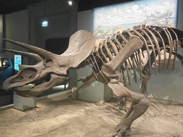 Chicago Museum Triceratops
