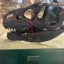 Chicago Museum Allosaurus Skull