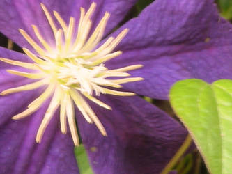 Clematis flower and leaf