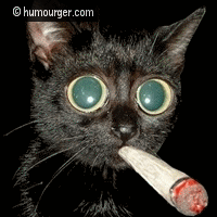 Funny animated gif of a kitten smokes marijuana