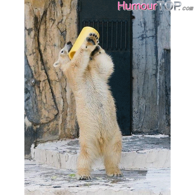 Funny animated gif of a polar bear alcoholic by bensib on DeviantArt Funny animated gif of a polar bear alcoholic by bensib on DeviantArt