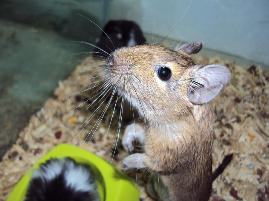 Degu Burrow degu.... by Devena69 on DeviantArt
