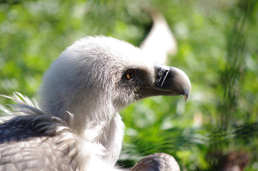 Bjeloglavi sup (lat. Gyps fulvus)