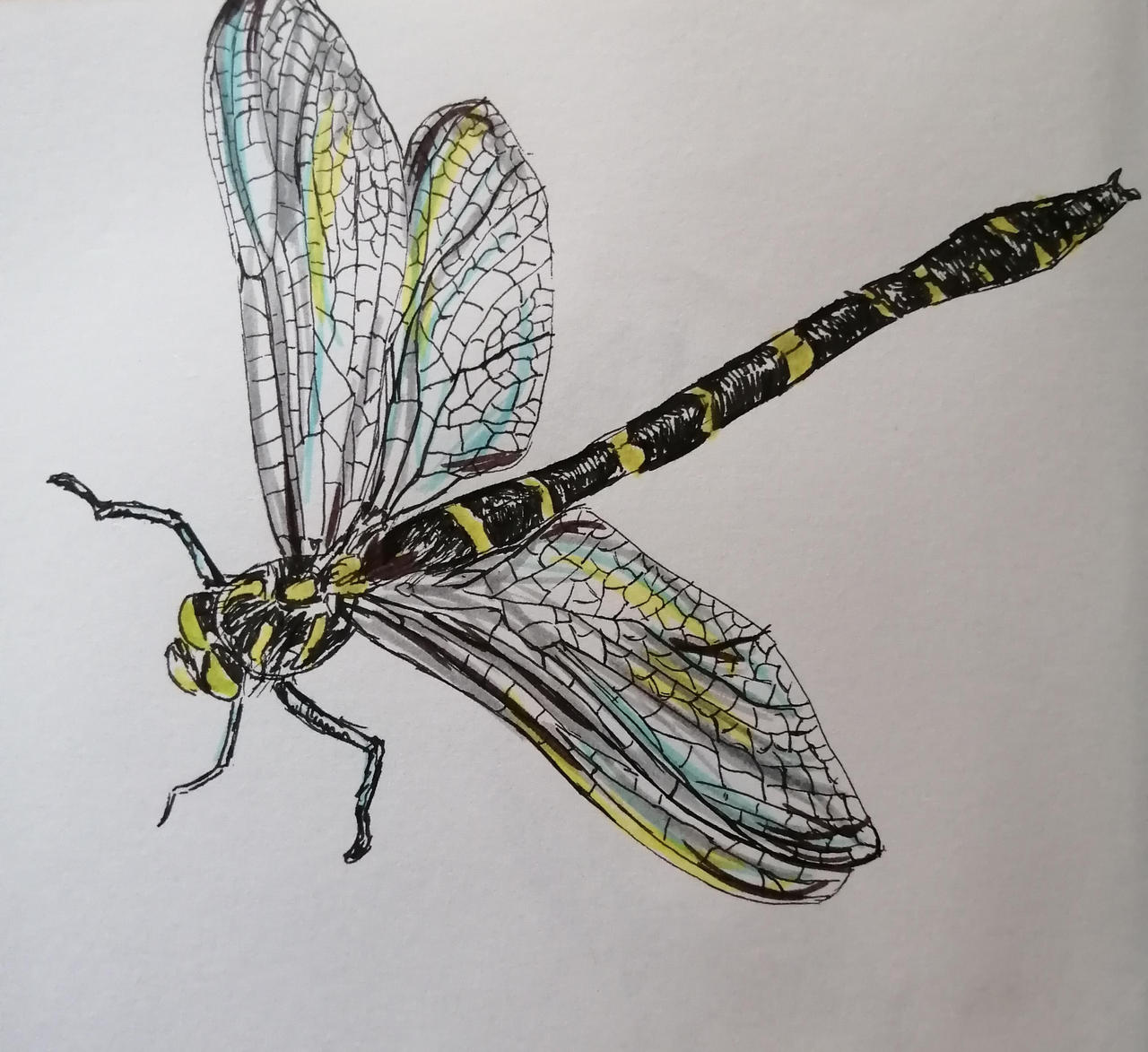 Dragonfly Deviantart Dragonfly by DoodlesofaZoologist on DeviantArt