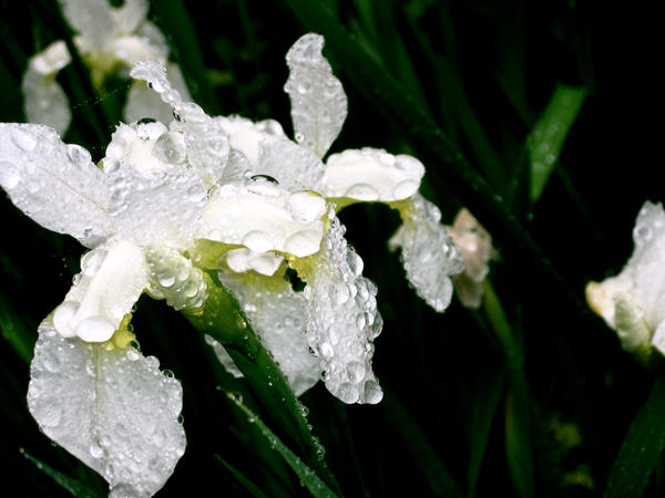 Tears of a Flower