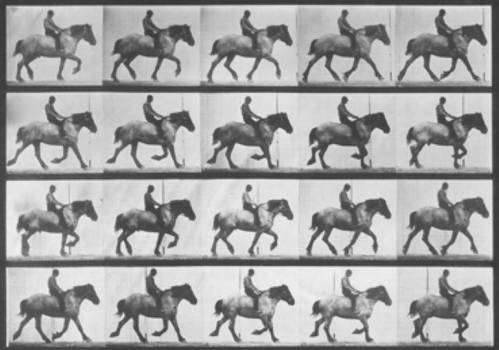 Horse and rider trot cycle by animation-stock