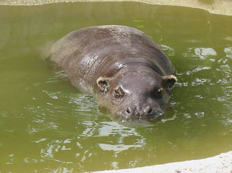 Hippo