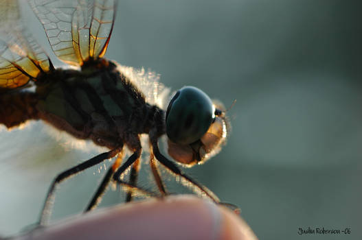 Dragonfly 2