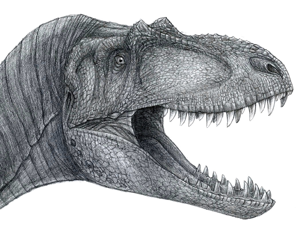 Albertosaurus