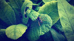 Wasp on the Leaf by Kalca
