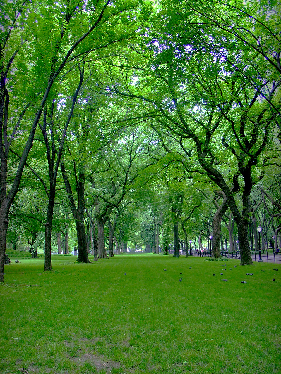 Central Park NYC