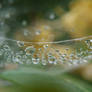 Droplets of Water on Web