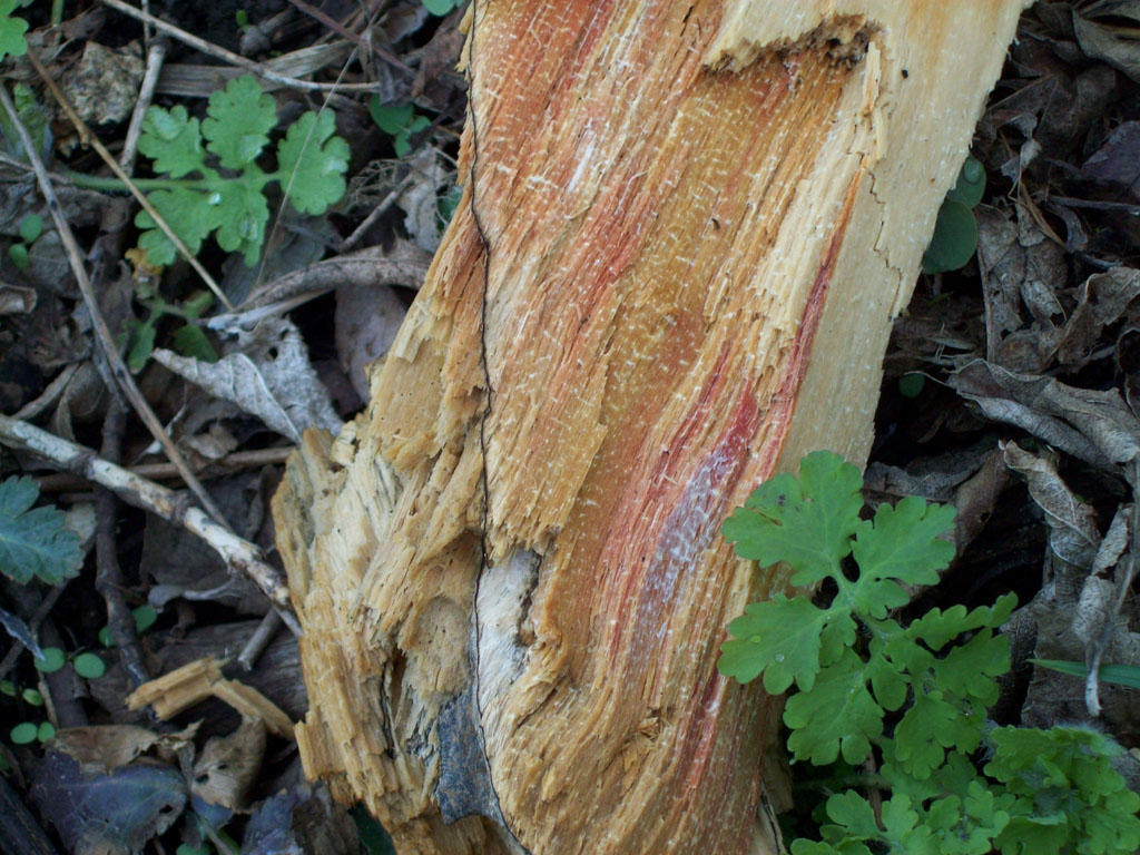 Fhe Bleeding Tree Bleeding Tree by BearlyFuzzy on DeviantArt