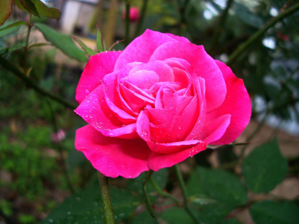 Mon Rosa Mi rosa by Luna7siete on DeviantArt