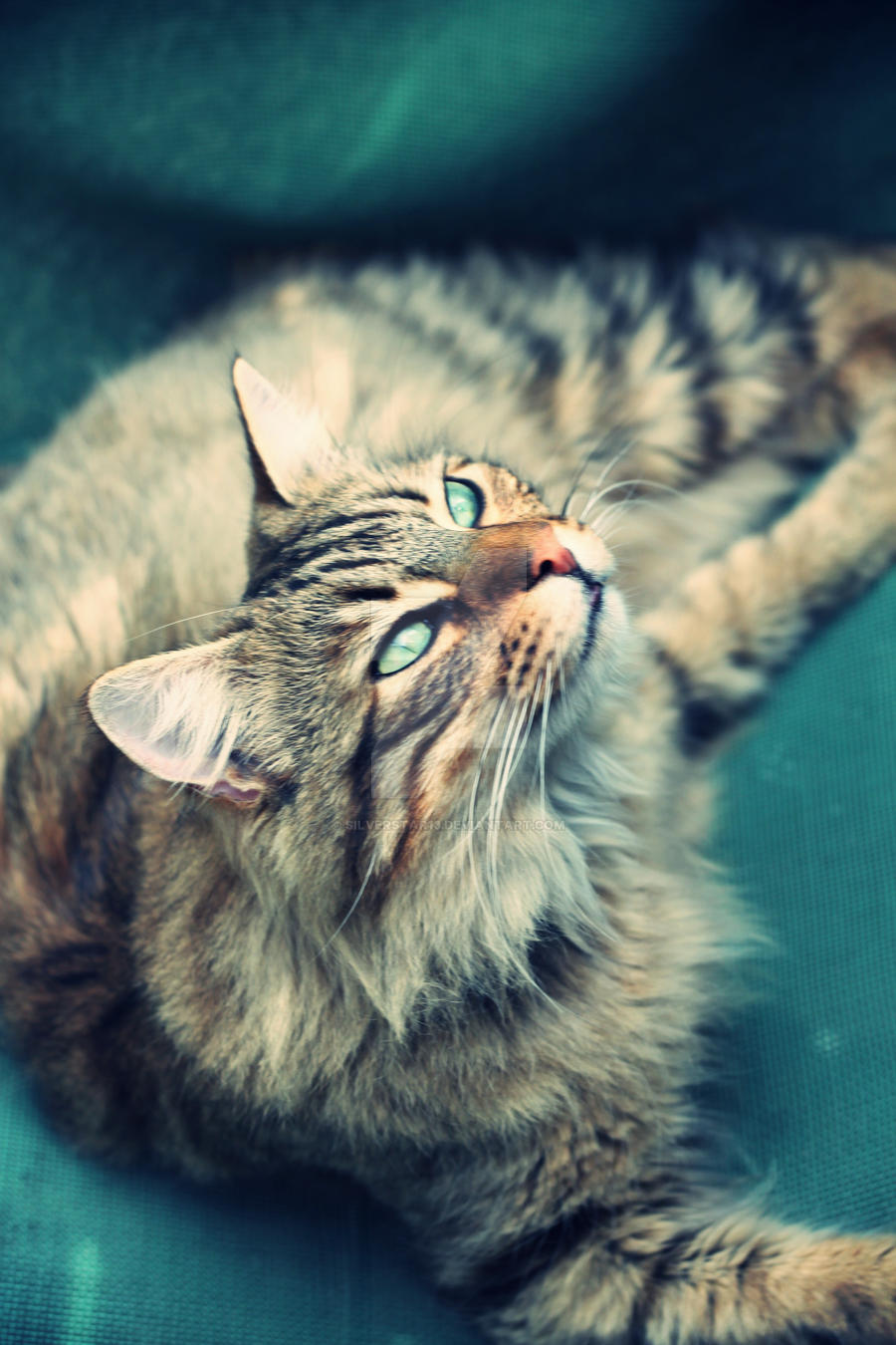 Green eyed cat by silverstar13 on DeviantArt