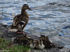 Happy family (2015-07-26) 2