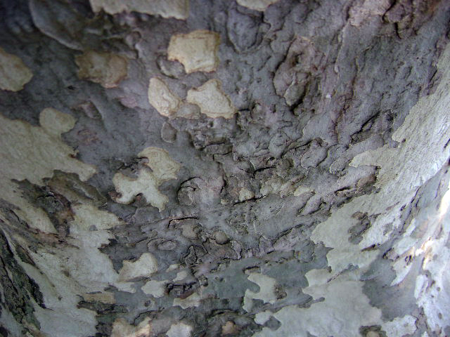 Tree Skin IV