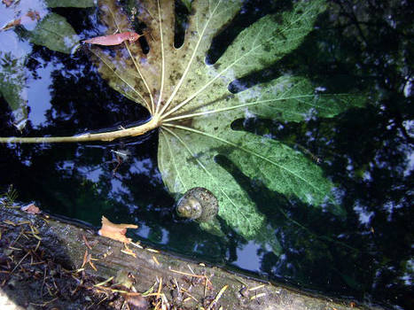 Drowning Leaf II