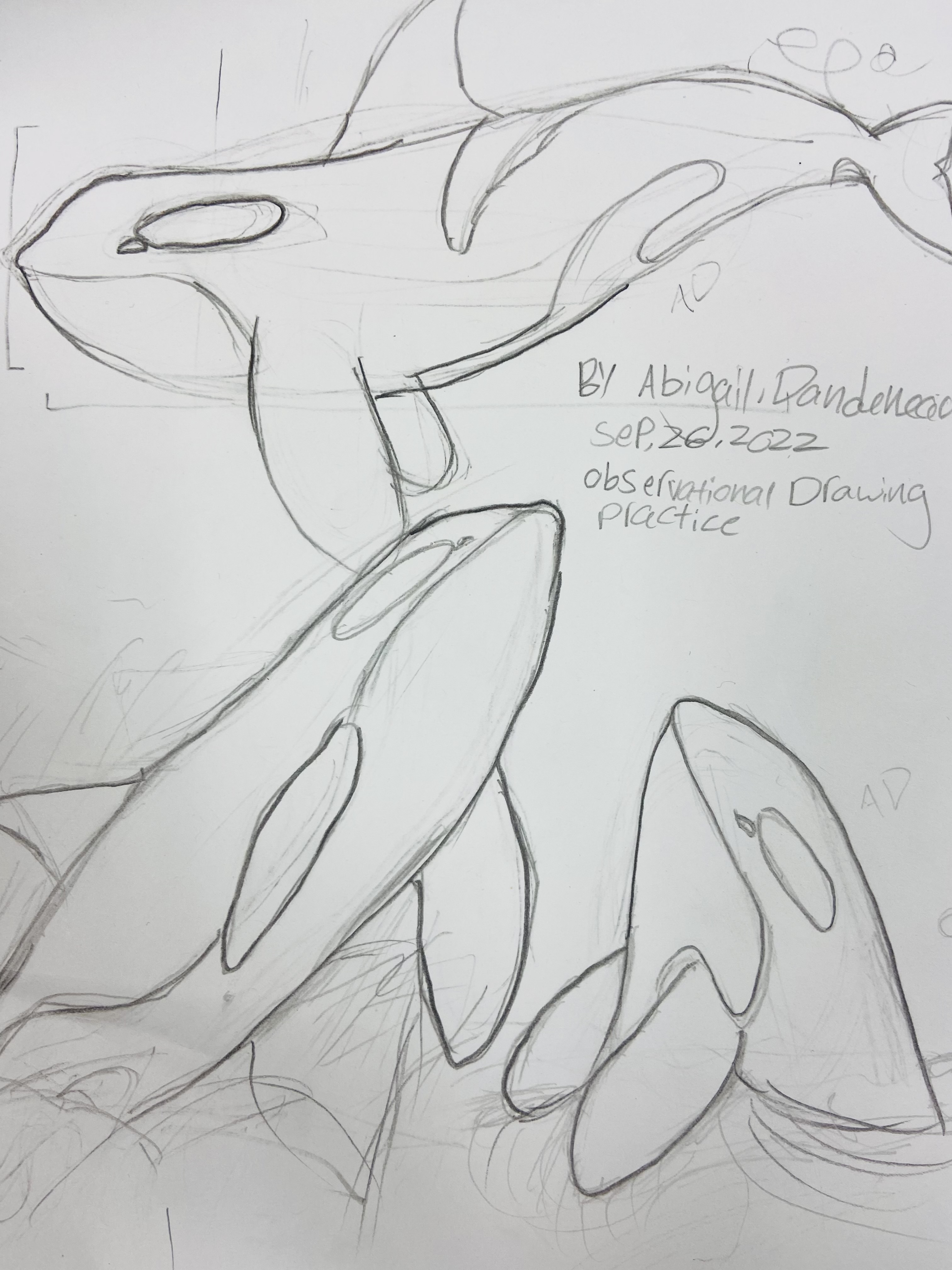 Orca Whale Drawing Reference orca-whale-drawing-reference