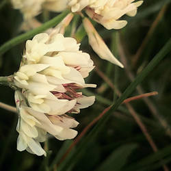 Weeds are beautiful too