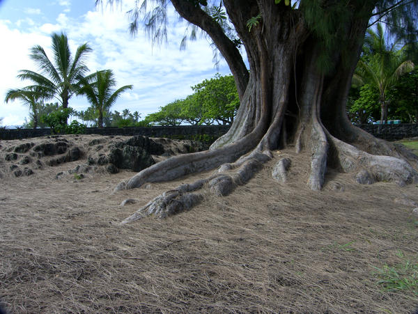 Tree Stock by delainestock
