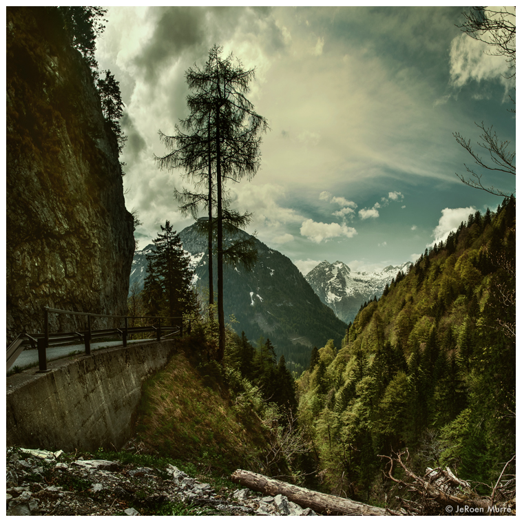 Austrian Pines by JeRoenMurre