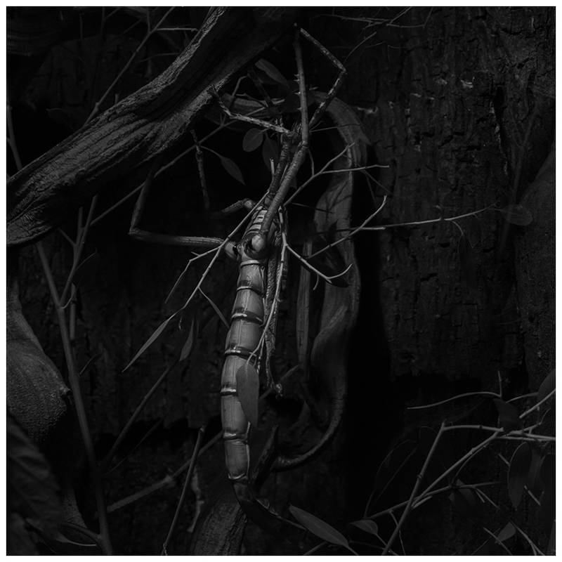 Creepy Crawly BW by JeRoenMurre