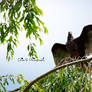 Sunning Turkey Vulture