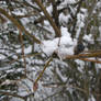 Snow - macro 2