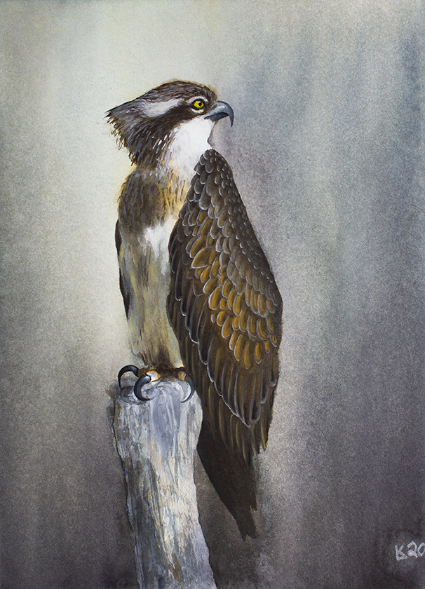 Fish Hawk - Watercolor 12x9 2021