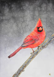 Tony's Cardinal - Watercolor 12x9 2022