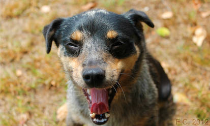 A Doggy Yawn