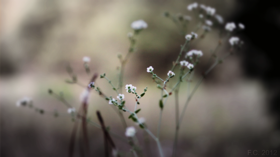 Lonely Flowers 1