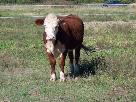 Cow